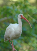 White Ibis, Corkscrew Swamp, Naples Florida