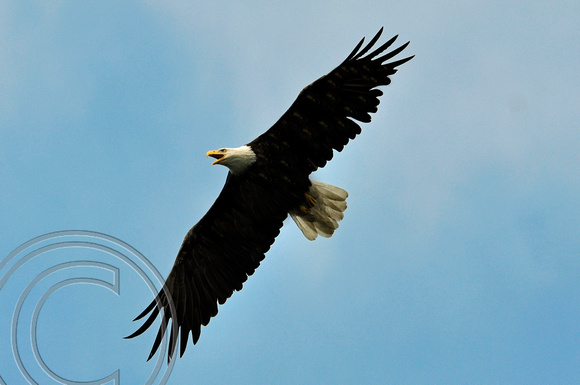 Bald Eagle-Seward, Alaska
