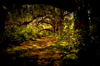 Row of Oaks-Magnolia Gardens-Charleston, SC