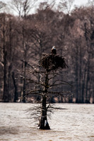Bald Eagle on Osprey Nest-Reelfoot SP-Tennessee