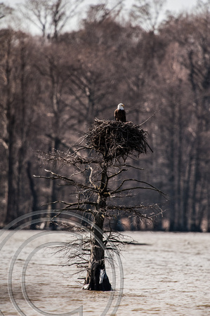 Bald Eagle on Osprey Nest-Reelfoot SP-Tennessee