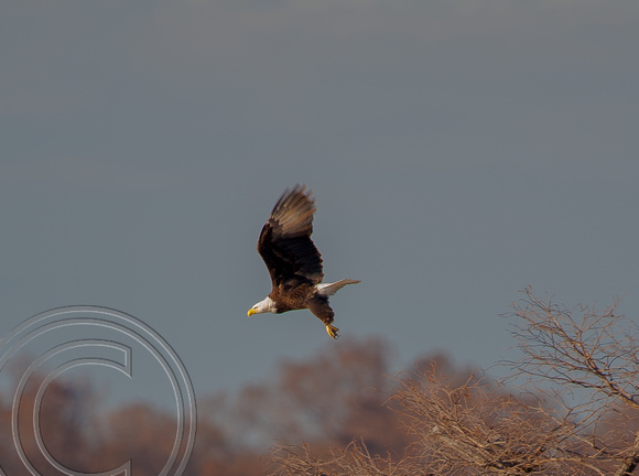 Bald Eagle-Reelfoot State Park, Tennessee