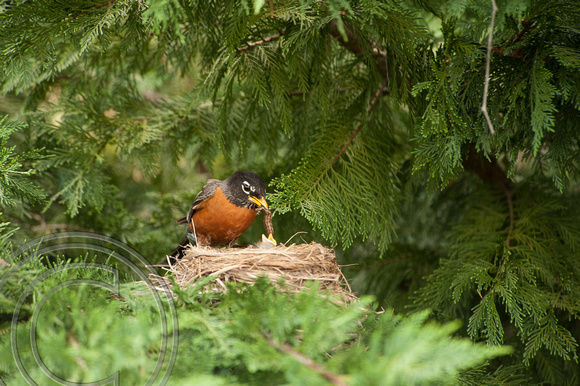 Nesting Robins