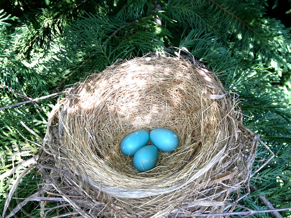 Robin"s Nest