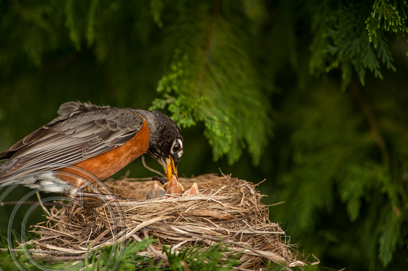 Robin feeding chicks