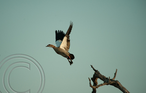 Egyptian Goose-South Africa