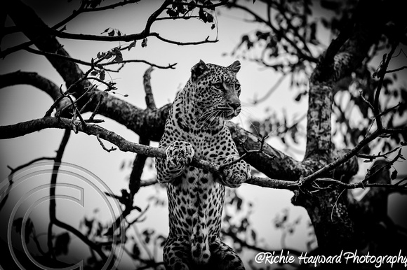 Leopard in Tree B&W
