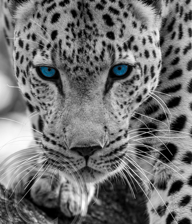 Close Up Blue Eyed Leopard