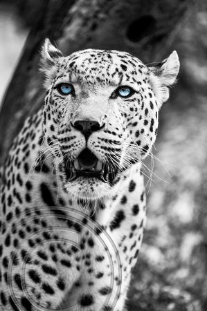 B&W Leopard w Blue Eyes