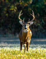 White Tailed Buck-Cades Cove