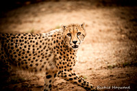 Not Happy Cheetah