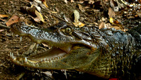 Crocs in Costa Rica