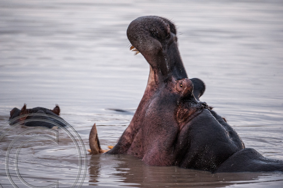 Hippo with Baby