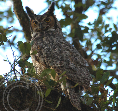 Great Horned Owl-Tree Tops Park, Pembroke Pines, Fla