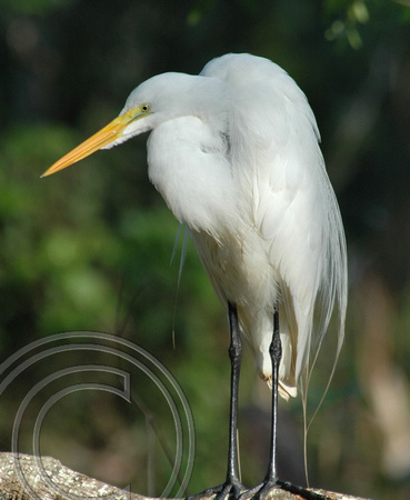 White Egret-Corkscrew Swamp, Naples, Fla