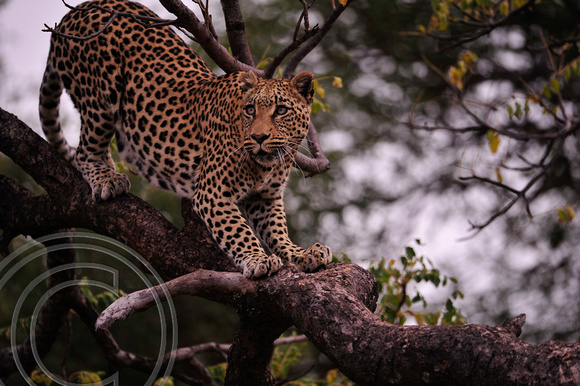 Leopard coming in tree