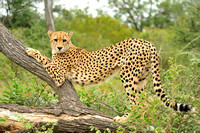 Cheetah on Log