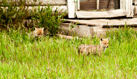 Coyote Pups Teton NP, WY