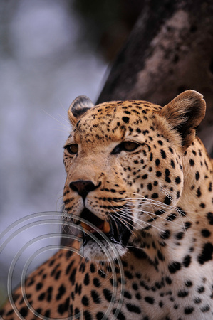 Leopard in Tree-Facial