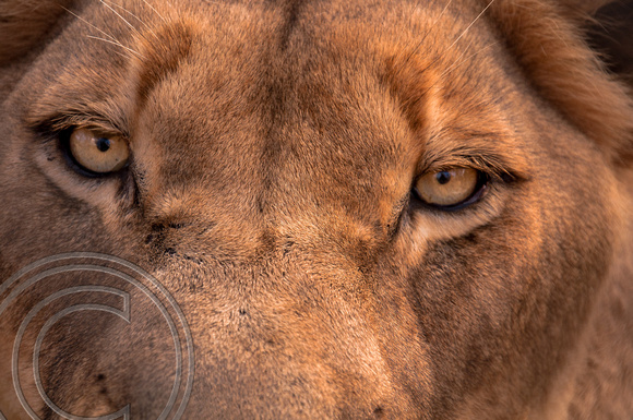 Eyes of the Lion