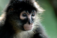 Spider Monkey Piedras Blanca National Park, Osa Wildlife Sanctury