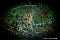 Leopard Hiding in Bush