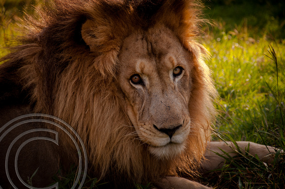 Sad eyed African Lion