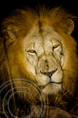 Male Lion at Night