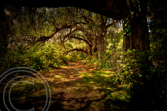 Row of Oaks-Magnolia Gardens-Charleston, SC