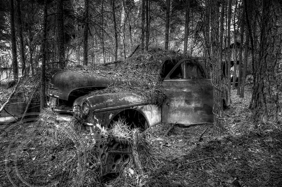 Old Car covered in Pine Needles B&W