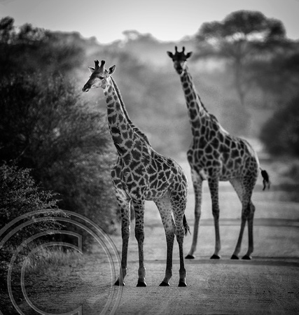Two Giraffes B&W