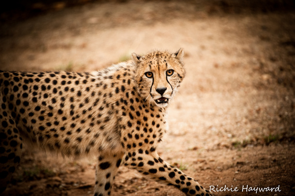 Not Happy Cheetah