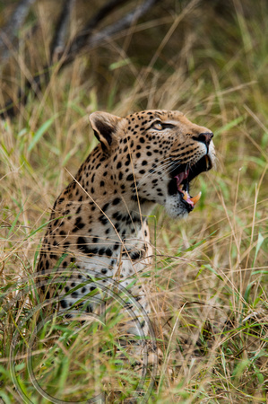 Leopard in field