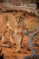 Lion Cub 2