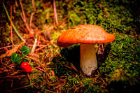 Mushroom, Elk Falls, NC