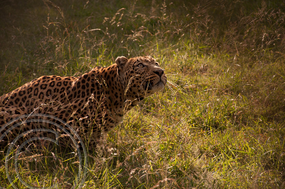 Leopard looking up in field