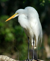 White Egret-Corkscrew Swamp, Naples, Fla