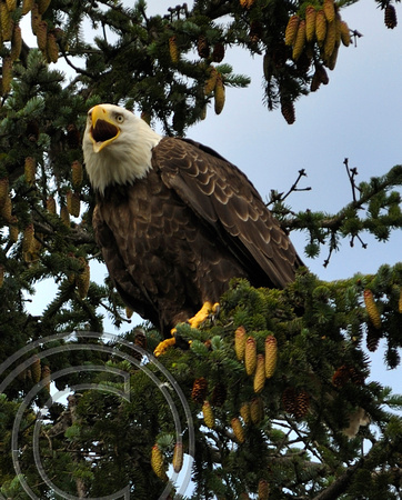 Bald Eagle, Seward, Alaska