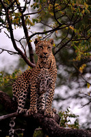 Leopard in Tree