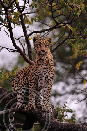 Leopard in Tree