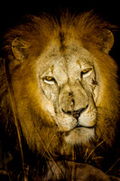 Male Lion at Night