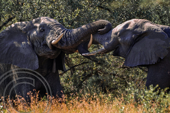 Elephants Sparring