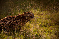 Leopard looking up in field