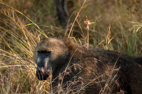 Male Baboon