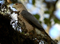 Red Shouldered Hawk, Tree Tops Park, Davie, Fla