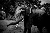 B&W Elephant