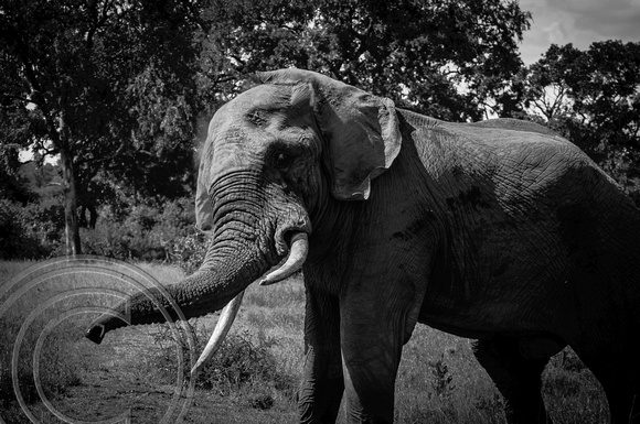 B&W Elephant