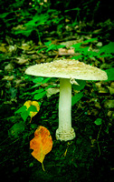 White Mushroom, Elk Falls, NC